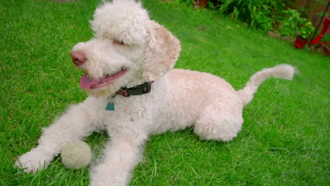 Happy-dog-lying-down-on-grass.-White-labradoodle-resting-on-green-grass