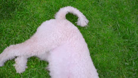 Dog-wagging-tail.-White-dog-on-green-grass.-White-labradoodle-lying-on-lawn