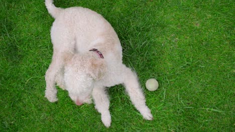 Poodle-dog-lying-on-green-grass.-Steady-cam-shot-of-white-dog-relaxing-on-grass