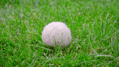 Tennisball-Auf-Grünem-Gras.-Nahaufnahme-Von-Hundespielzeug-Auf-Grünem-Rasen.-Weißer-Tennisball
