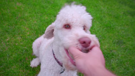 Male-hand-pick-up-ball-from-white-dog.-White-poodle-dog-playing-ball