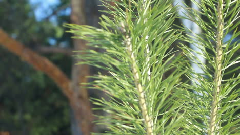 Pine-needles-in-summer.-Closeup.-Pine-tree-branch-in-sunlight.-Evergreen-tree
