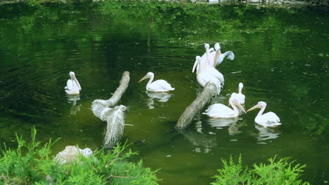 White-pelicans-swim-in-lake.-Birds-wildlife.-Group-of-waterfowl-birds-on-water