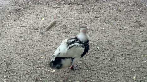 Black-and-white-wild-duck-cleans-its-wings-and-feathers-in-zoological-park