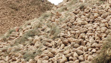 Sugar-processing-factory.-Agriculture-industry.-Pile-of-sugar-beet