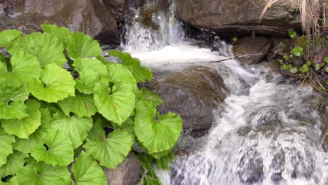 Green-plants-grow-near-water-stream-in-mountains