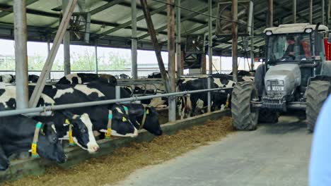 Livestock-farm.-Tractor-in-barn.-Agriculture-industry