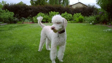 Poodle-dog-shakes-on-green-lawn.-Cute-animal-dog-shaking.-White-pet-playing