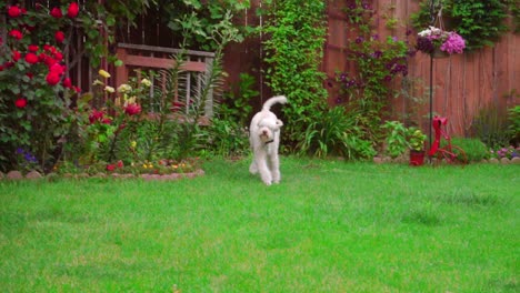 Verspielter-Hund,-Der-Gras-Läuft.-Weißer-Pudel,-Der-Draußen-Spielt.-Schönes-Haustiertraining
