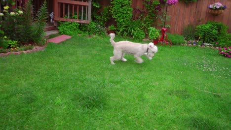 White-Labradoodle-running-grass.-Playful-dog-on-garden-backyard.-White-dog-catch-stick
