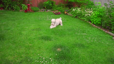 White-dog-lying-down.-White-poodle-playing-outside.-Playful-dog-running-grass