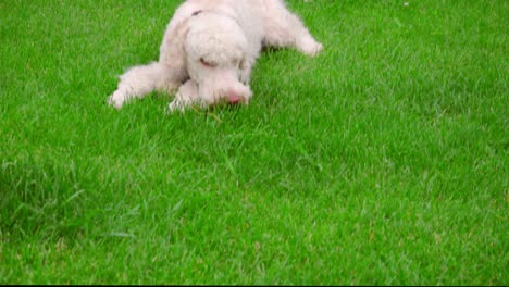 White-poodle-dog-lying-on-grass.-Cute-puppy-eating-grass.-Playful-dog-sniffing