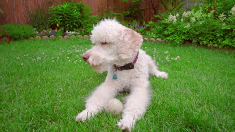 Labradoodle-lying-down-on-green-lawn.-Dog-licking-lips.-Pet-playing-toy-on-grass