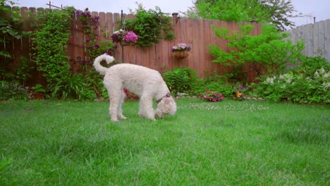 White-poodle-dog-sniffing.-Animal-walking-grass.-Lovely-pet-on-backyard-garden