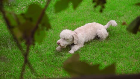 Dog-scratching-on-green-grass.-White-Labradoodle-itching-on-lawn