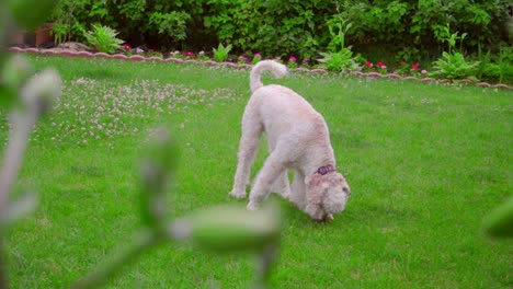 White-Labradoodle-sniffing.-Dog-sniffing-green-grass.-Dog-looking-down