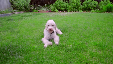 Playful-dog-running-away-from-ball.-White-labradoodle-running-grass.-Dog-with-toy