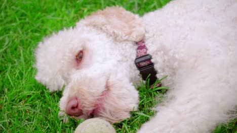Weißer-Pudelhund,-Der-Mit-Ball-Spielt.-Hund-Mit-Spielzeug.-Süßer-Hund-Nagt-Ball-Auf-Gras