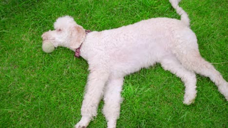 White-dog-lying-with-ball-on-green-grass.-Dog-catching-ball.-Dog-resting-on-lawn