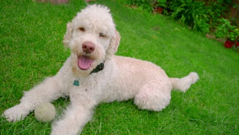 Happy-dog-with-ball.-White-labradoodle-lying.-Cute-dog-on-backyard-garden