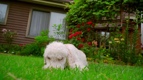 White-dog-looking-at-camera.-White-poodle-dog-lying-on-grass.-Dog-running-away