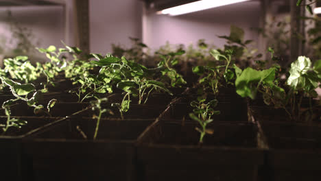 Young-seedlings-growing-in-pots-set-in-rows.-Plant-cultivation-in-green-house
