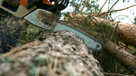 Man-sawing-wood-by-chainsaw.-Professional-lumberjack-cutting-big-tree-by-chainsaw