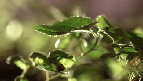 Grüne-Blätter-Der-Pflanze-In-Sonnigen-Strahlen.-Grüne-Pflanze-Mit-Blättern,-Die-Im-Wald-Wachsen