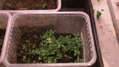 Growing-flowers-from-seeds.-Flower-saplings-in-plastic-pots.-Plant-growing