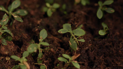 Young-shoots-sprouted-from-ground.-Growing-saplings.-Sprouts-in-plantation