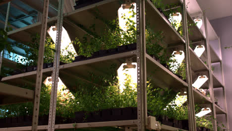 Seedlings-of-flowers-and-plants-growing-on-shelves-of-multi-tiered-greenhouse
