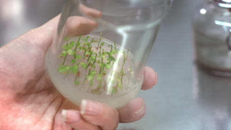 Scientist-putting-prototypes-of-plants-in-laboratory-glassware-for-experiment