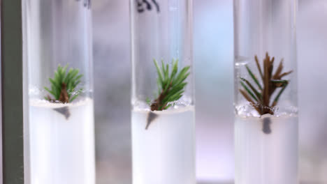 Young-shoots-of-coniferous-trees-in-retorts.-Plant-tissue-culture-in-biology-lab