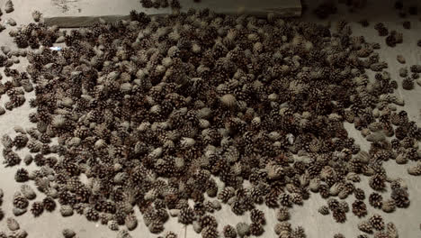 Automated-line-of-purification-of-cones.-Pine-seeds-during-processing