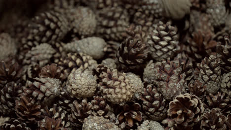 Spruce-cones-fall-into-heap-closeup-after-passing-automated-cleaning-process