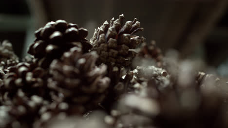 Pine-cones-closeup-fall-into-pile-after-passing-automated-extraction-process