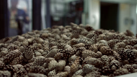 Forklift-taking-consignment-of-container-full-of-pine-cones