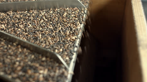 Seeds-are-sorted-during-processing-at-factory.-Equipment-for-seed-sorting