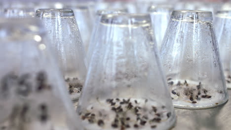Plant-seedlings-growing-under-test-laboratory-glassware.-Germinated-plant-sprouts