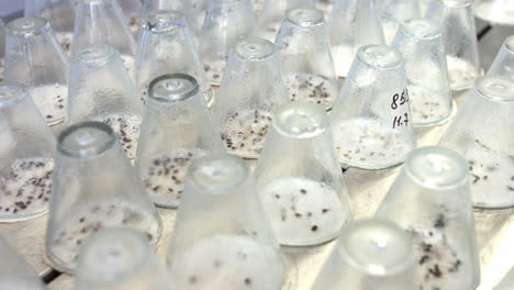 Plant-seedlings-growing-under-test-laboratory-glassware.-Germinated-plant-sprouts