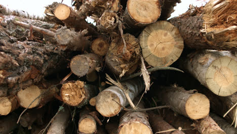 Raw-materials-of-wooden-industry-on-sawmill.-Woodworking-industry.-Stack-of-logs