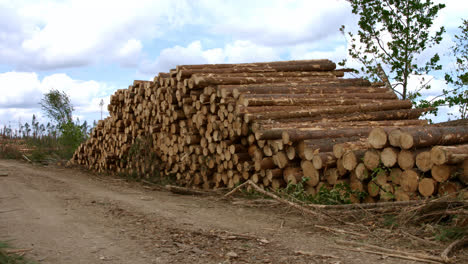 Trunks-of-sawn-trees-stored-near-forest-road.-Raw-wooden-material-storaged