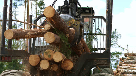 Work-at-wood-processing-factory.-Pine-tree-log-felled-by-logging-timber-industry