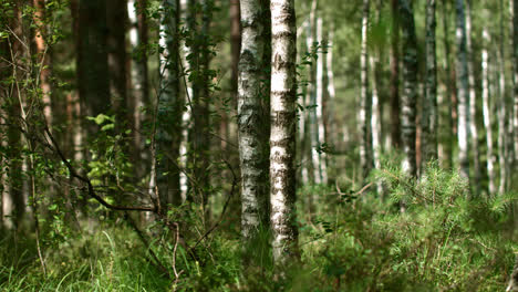 Dense-mixed-forest-with-tall-grass.-White-birches-in-green-summer-forest