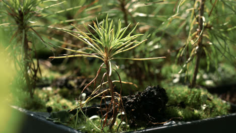 Seedlings-of-pine-grown-from-seeds.-Plant-growing.-Young-sprouts-of-pine