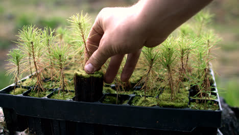 Human-hand-taking-pine-seedlings-together-with-soil-and-roots-from-plastic-pot