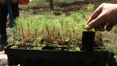 Planting-sprouts-of-pine-in-open-areas-of-wood.-Forest-revival