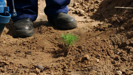 Forest-industry-worker-planting-pine-seedlings-with-special-device