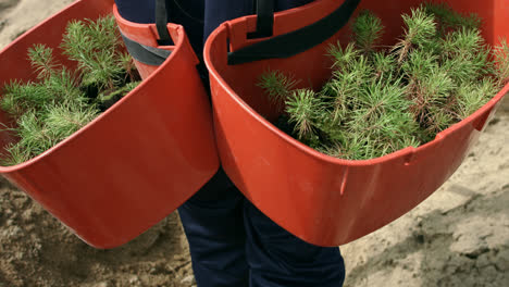 Man-carrying-trays-with-seedlings-of-pine-for-planting-in-ground.-Wood-planting