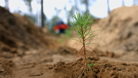 Man-planting-small-pine-seedlings-in-ground.-Young-sprouts-of-pine-in-forest